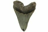 Serrated, Fossil Megalodon Tooth - North Carolina #219497-1